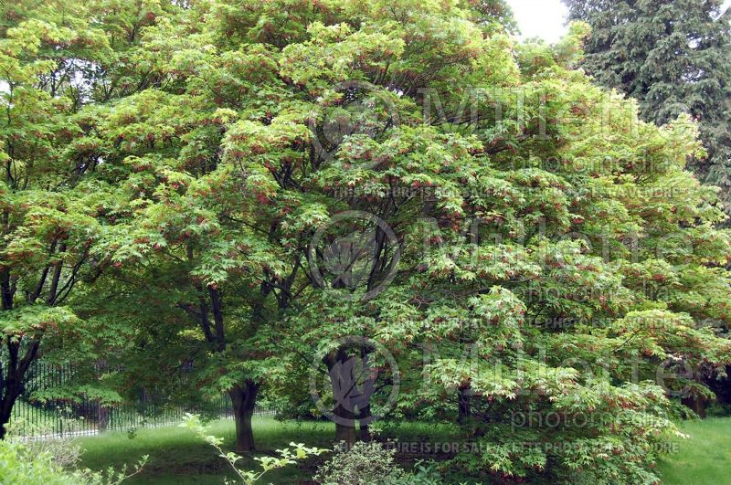 Acer Osakazuki (Japanese Maple) 1