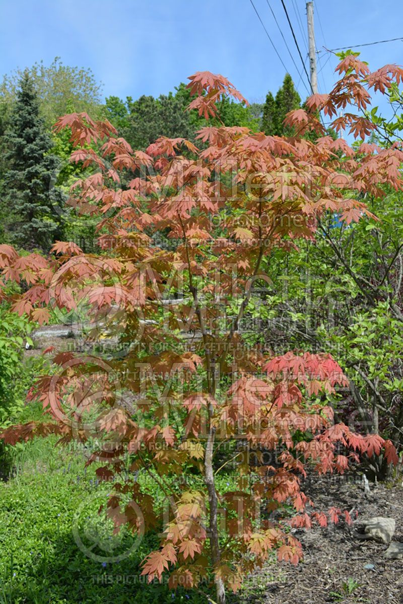 Acer North Wind (Japanese Maple) 1 