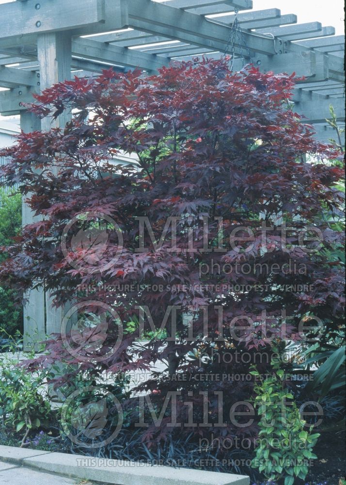Acer Purple Ghost (Japanese Maple) 4
