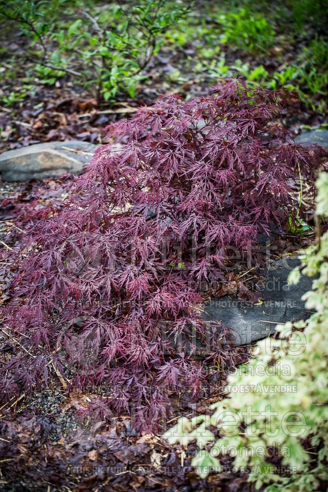 Acer Red Dragon (Paperbark Maple - Erable japonais) 3