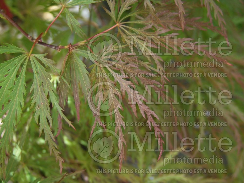 Acer Red Dragon (Paperbark Maple - Erable japonais) 4