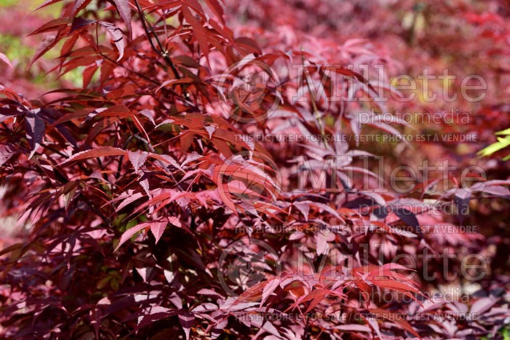 Acer Red Emperor (Japanese Maple) 1