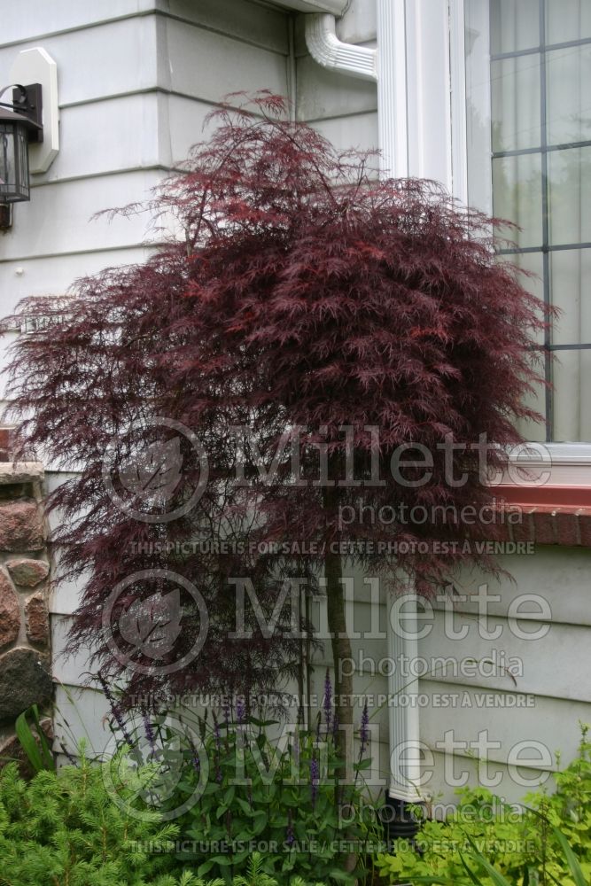 Acer Red Filigree Lace (Japanese Maple) 1