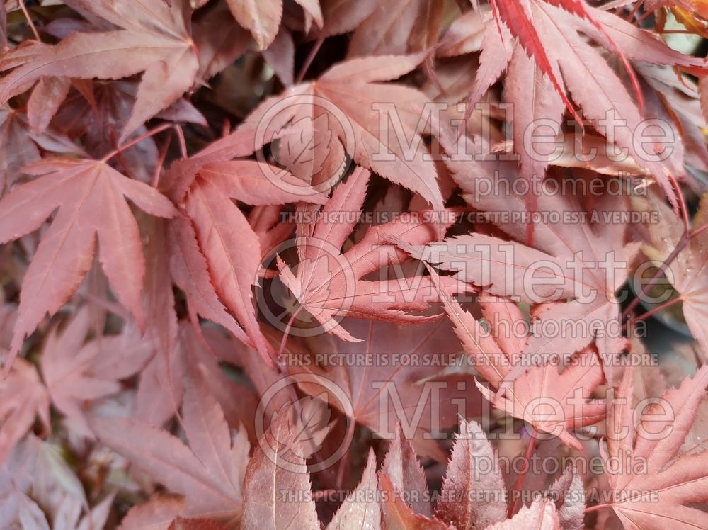 Acer Red Flash (Japanese Maple – érable japonais) 3
