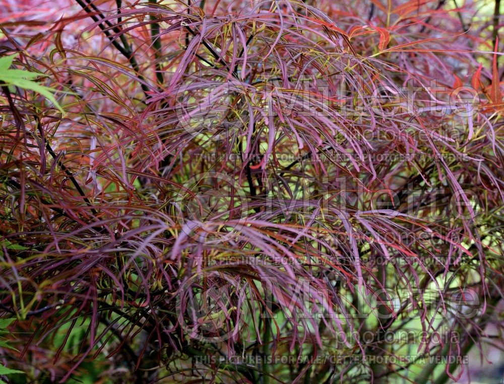 Acer Red Pygmy (Jamanese Maple) 3