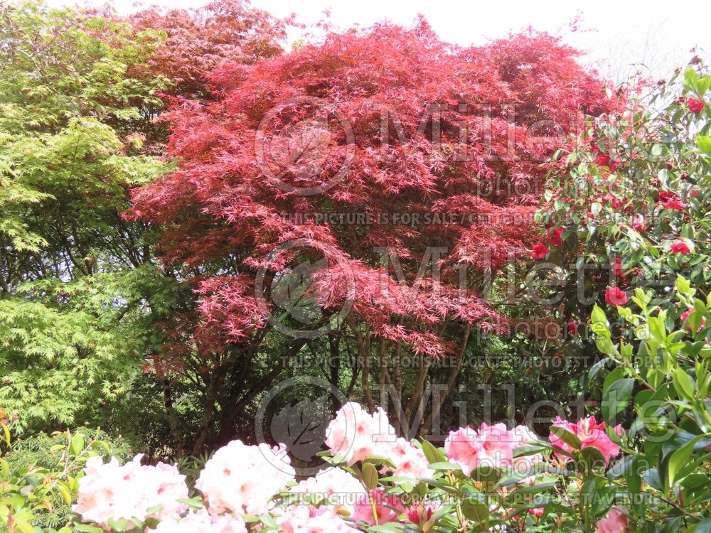 Acer Red Pygmy (Jamanese Maple) 1