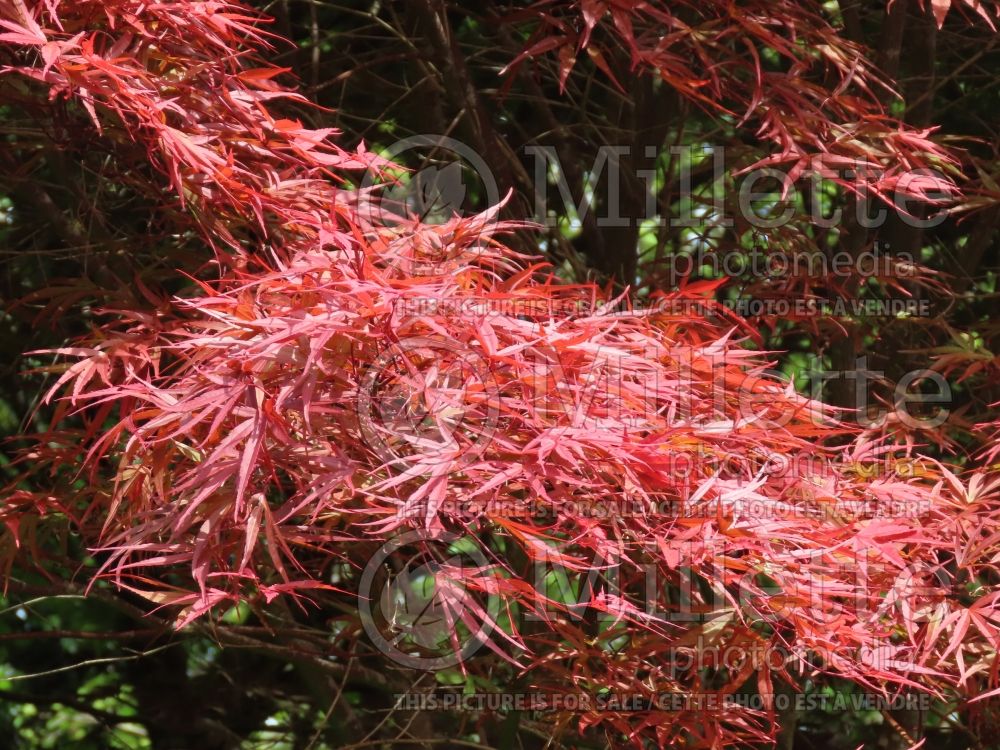 Acer Red Pygmy (Jamanese Maple) 2