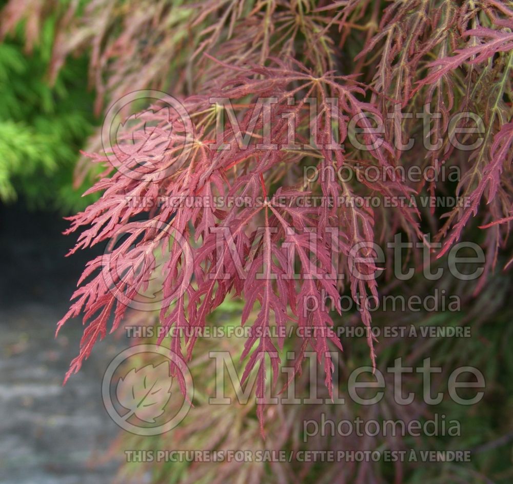 Acer Red Select (Japanese Maple) 4
