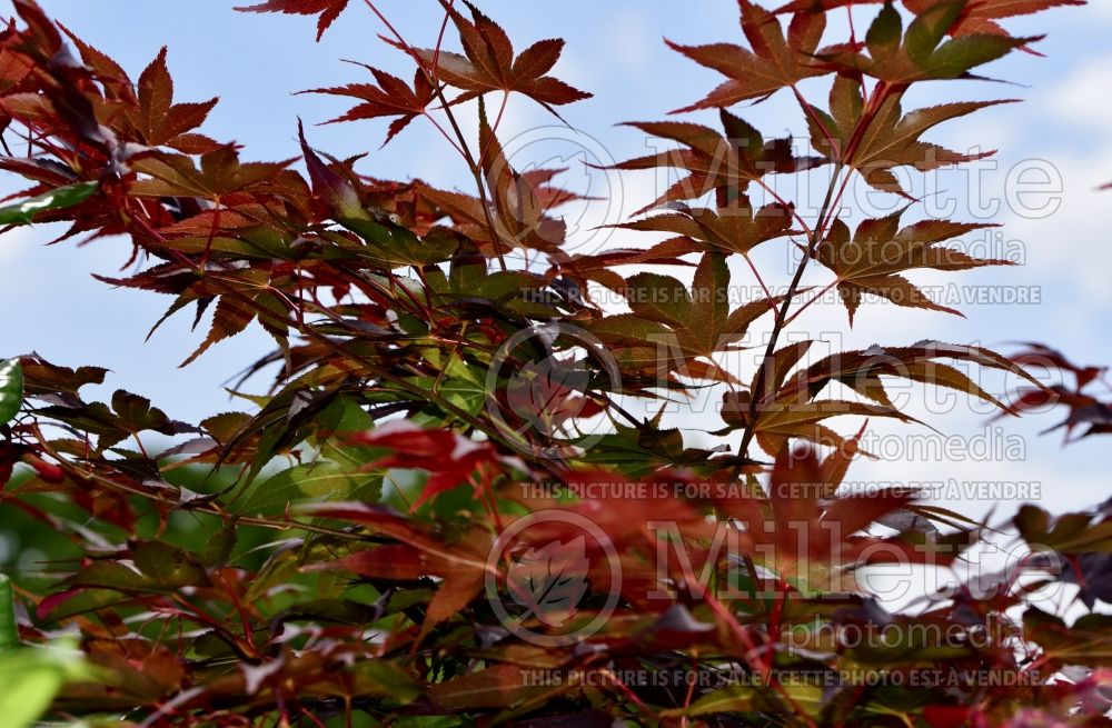 Acer Rhode Island Red (Japanese maple) 3