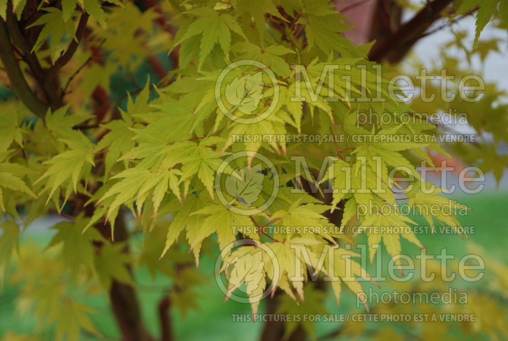 Acer Sango-kaku (Japanese Maple) 6