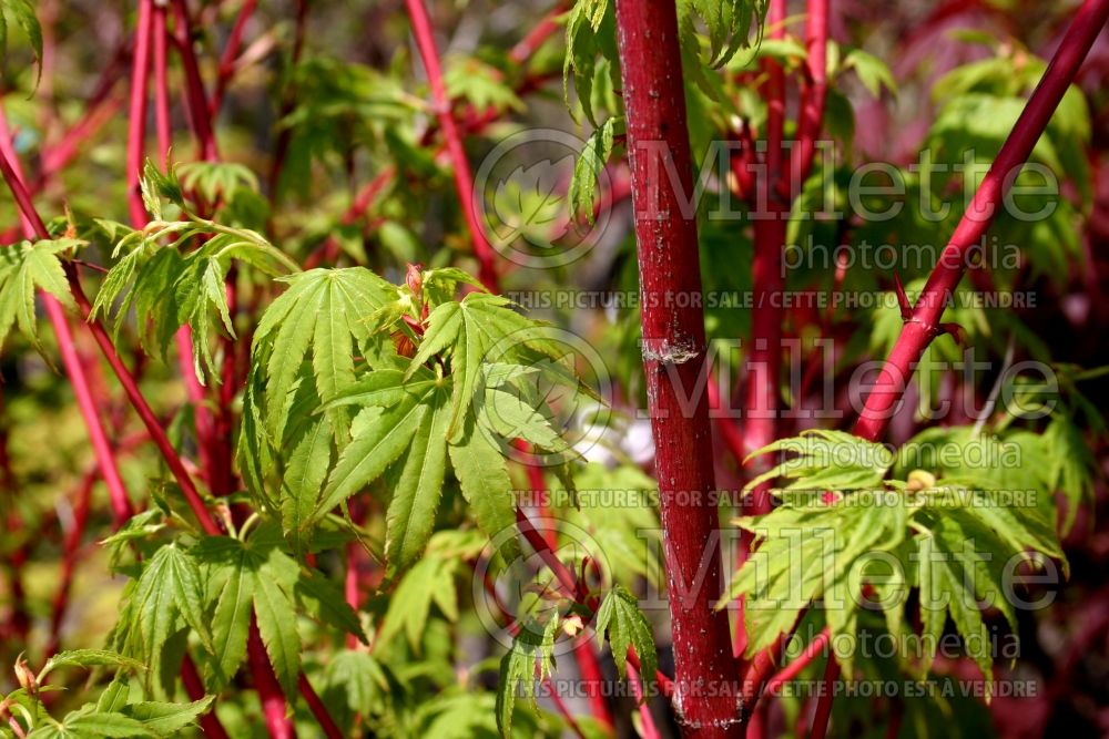 Acer Sango-kaku (Japanese Maple) 1