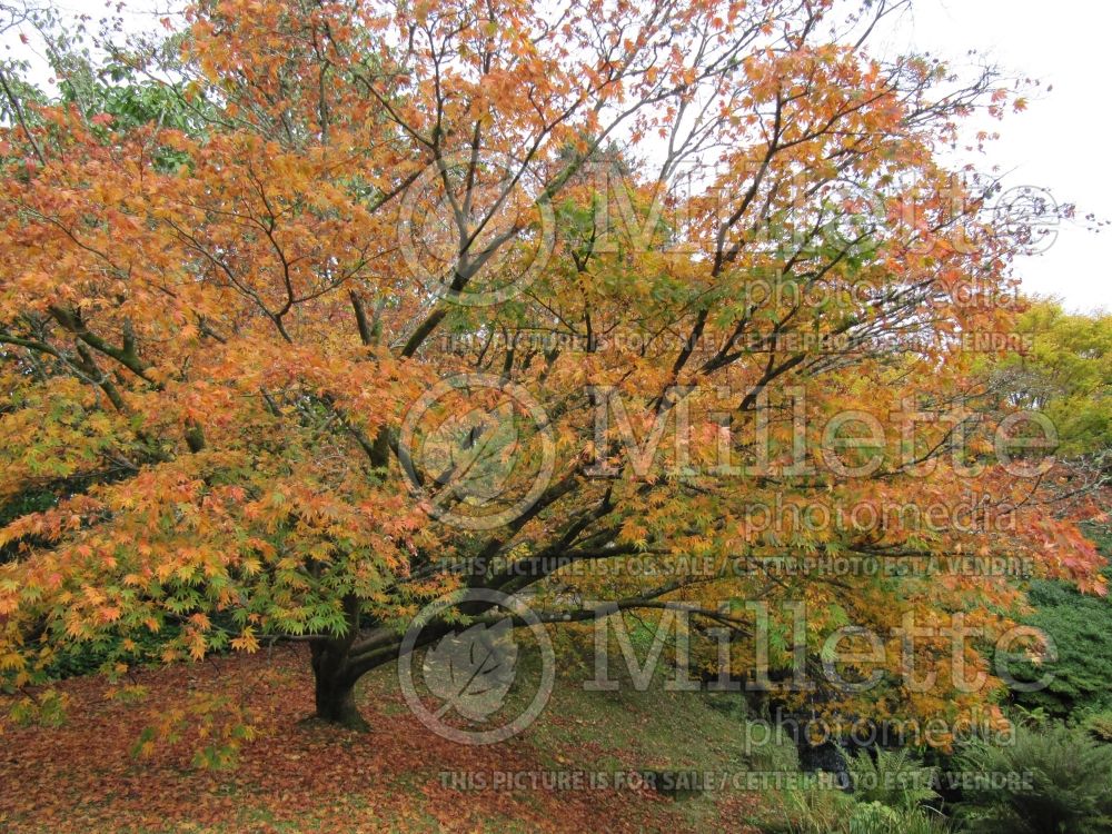 Acer Sango-kaku (Japanese Maple) 7