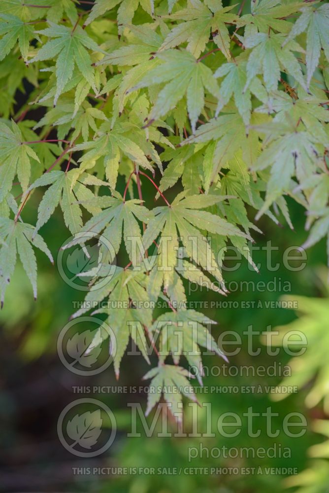 Acer Sango-kaku (Japanese Maple) 4