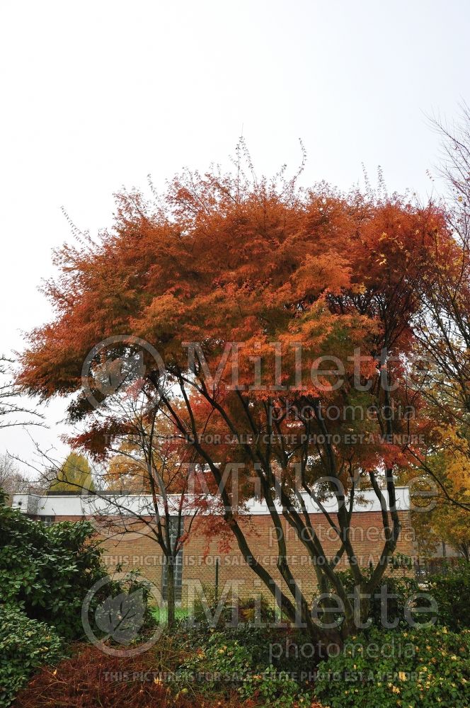 Acer Seiryu (Japanese Maple) 4