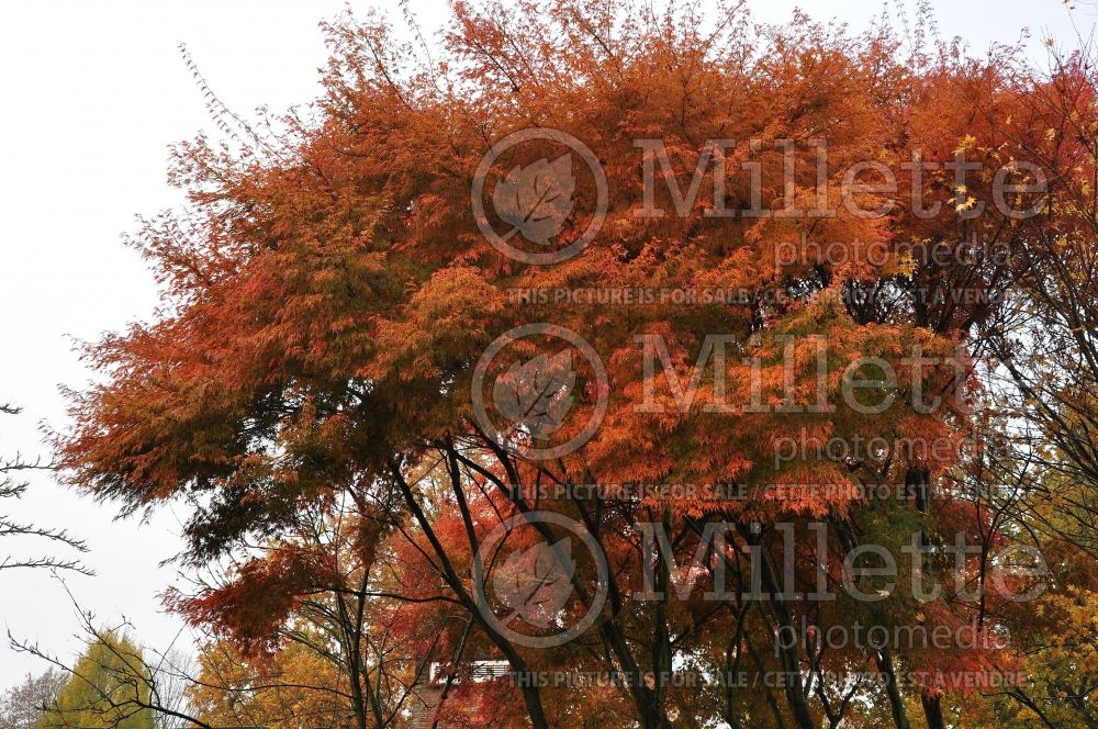 Acer Seiryu (Japanese Maple) 6