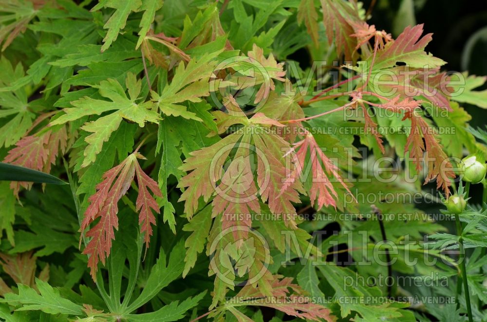 Acer Seiryu (Japanese Maple) 7