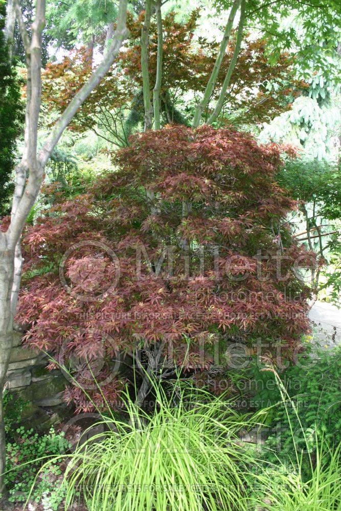 Acer Shaina (Paperbark Maple) 1 