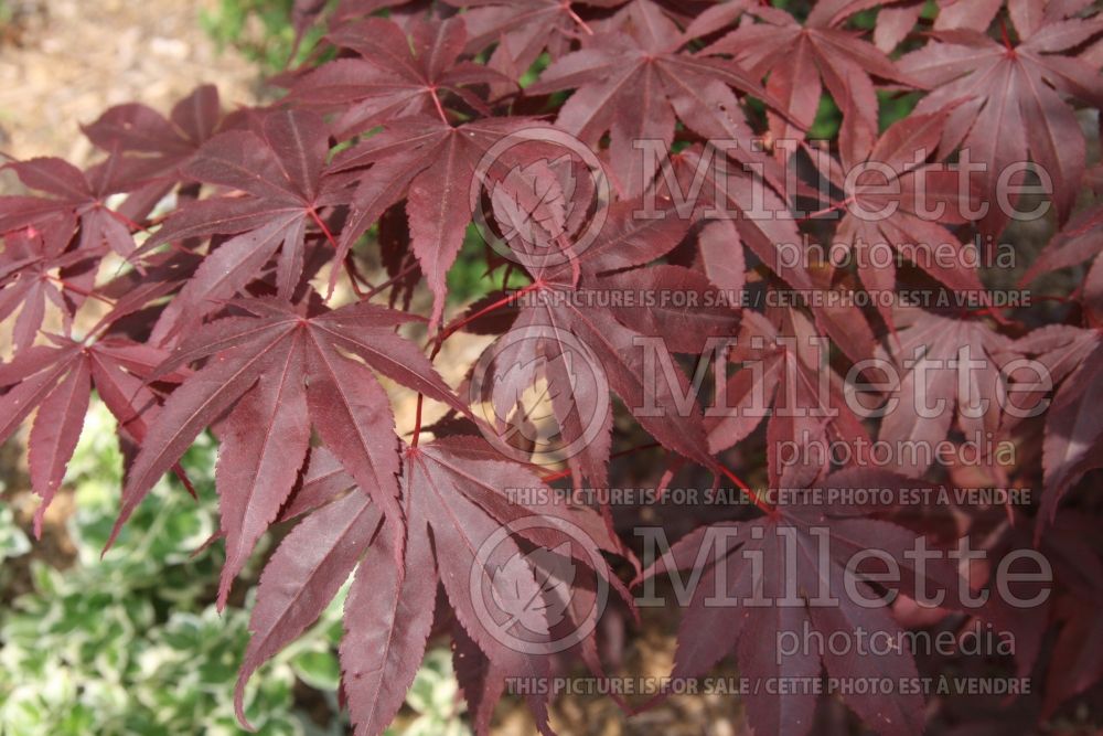 Acer Sharp's Pygmy (Japanese Maple - Erable japonais) 3