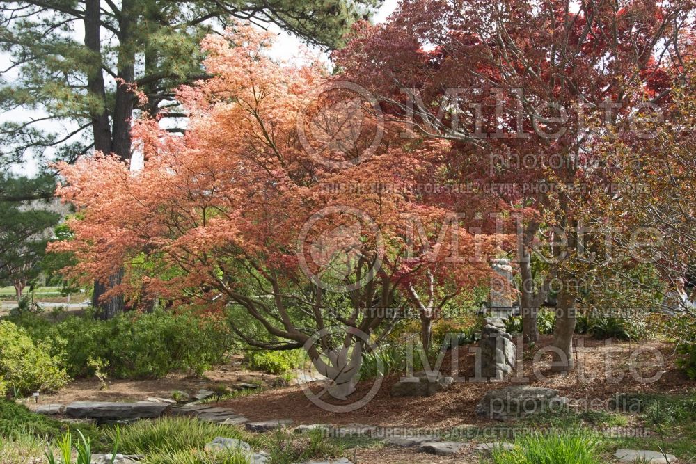 Acer Shin Deshojo (Japanese Maple) 7