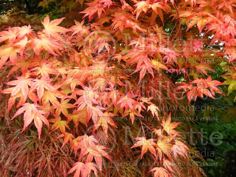 Acer Shin Deshojo (Japanese Maple) 6