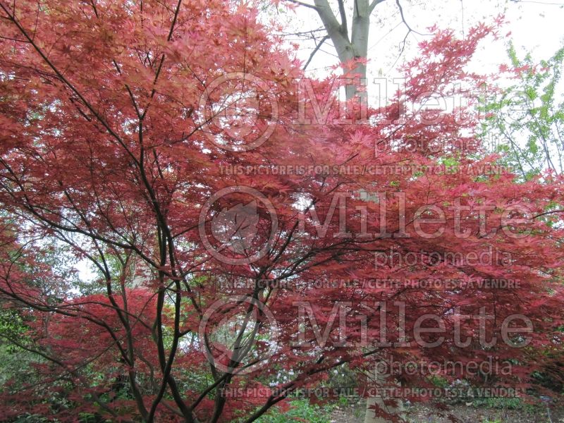 Acer Shin Deshojo (Japanese Maple) 3