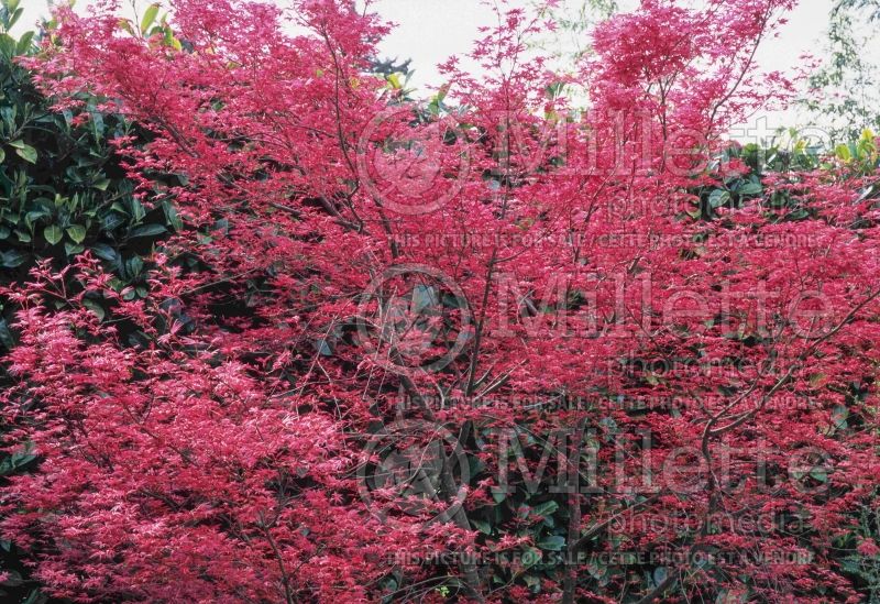 Acer Shin Deshojo (Japanese Maple) 4