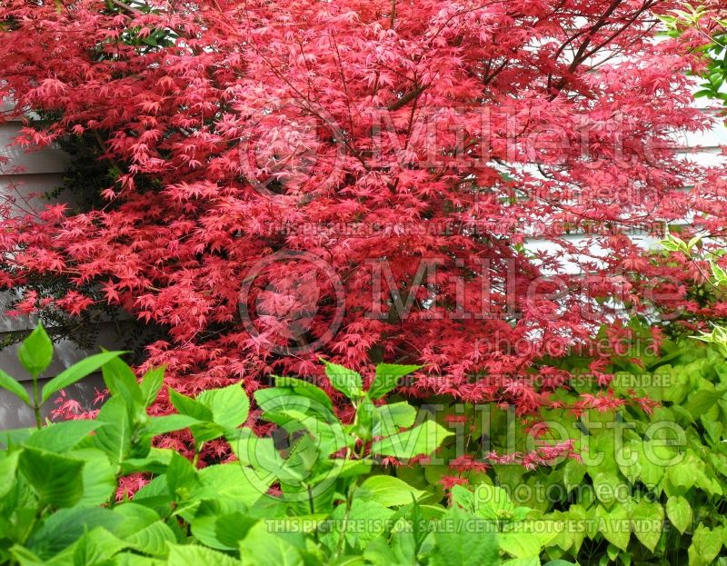 Acer Shin Deshojo (Japanese Maple) 5