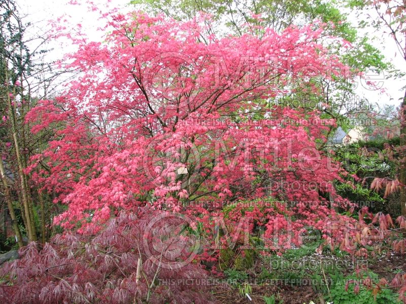 Acer Shin Deshojo (Japanese Maple) 1