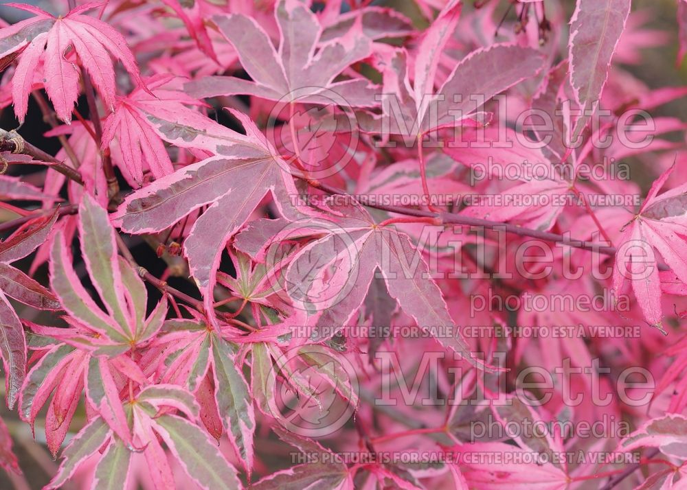 Acer Shirazz aka Gwen's Rose Delight (Japanese Maple - Érable japonais) 1