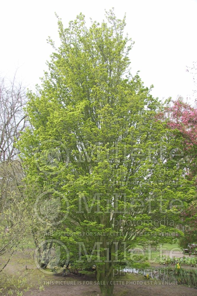 Acer Shishigashira (Japanese Maple) 1