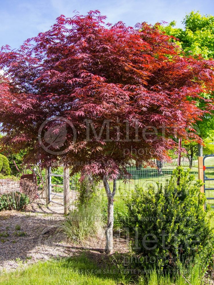 Acer Sumi Nagashi aka Suminagashi (Japanese Maple) 3