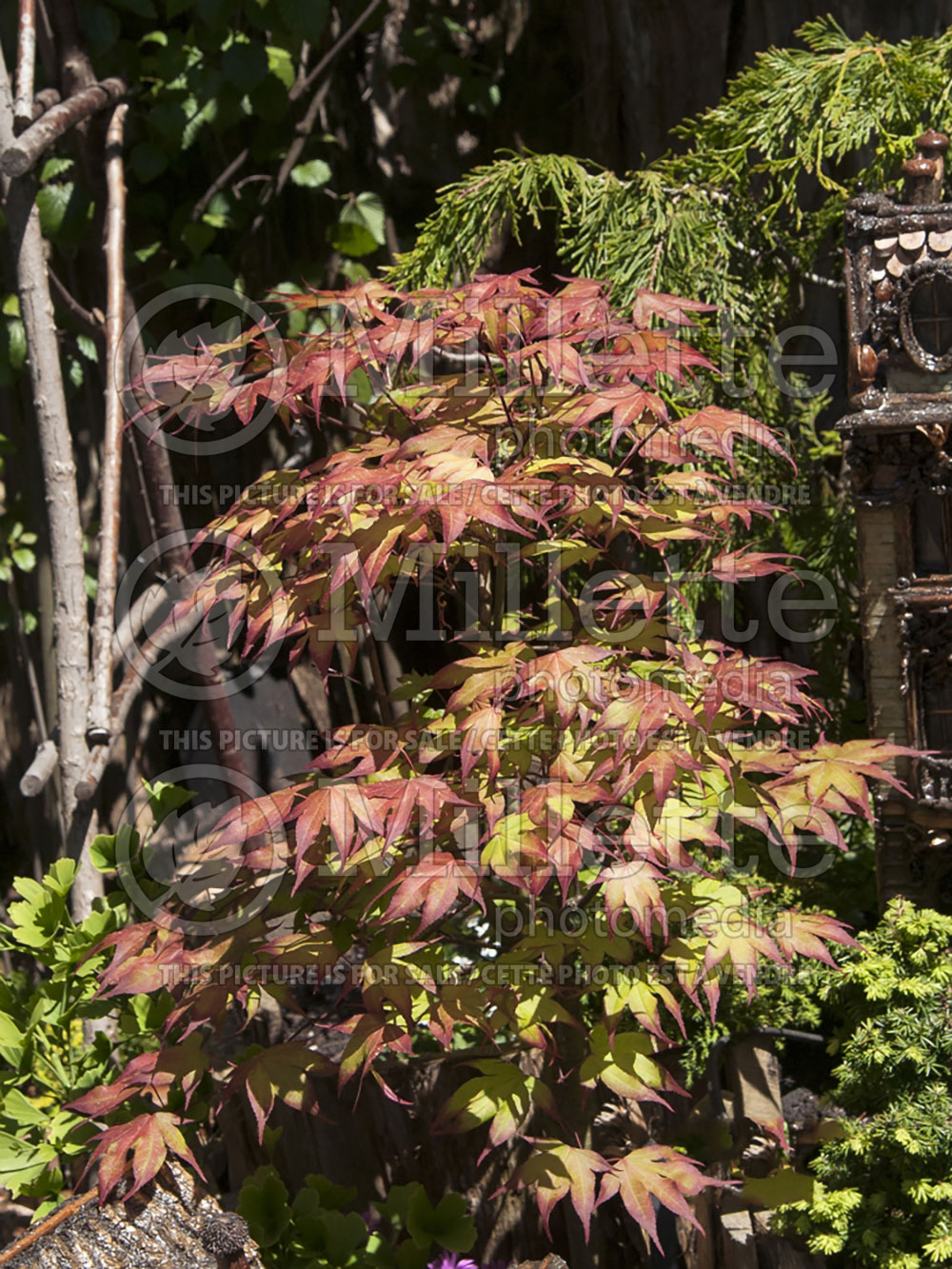 Acer Tsuma-gaki (Japanese Maple – érable japonais) 1