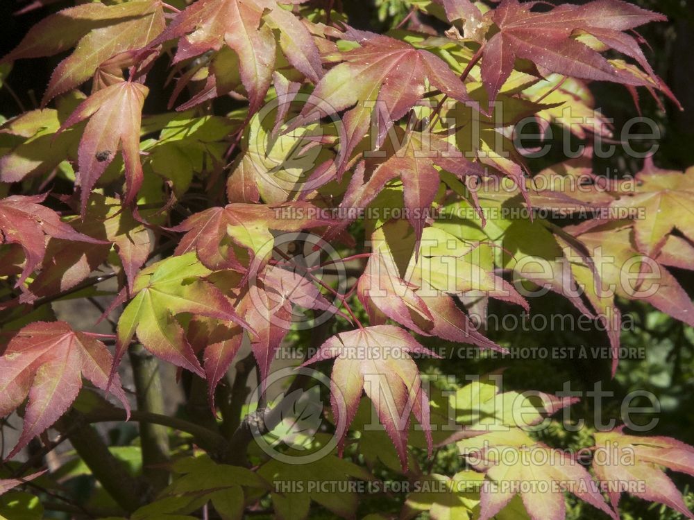 Acer Tsuma-gaki (Japanese Maple – érable japonais) 2