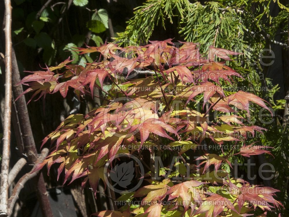 Acer Tsuma-gaki (Japanese Maple – érable japonais) 3