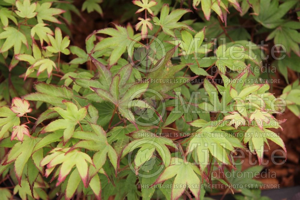 Acer Tsuma-gaki (Japanese Maple – érable japonais) 4