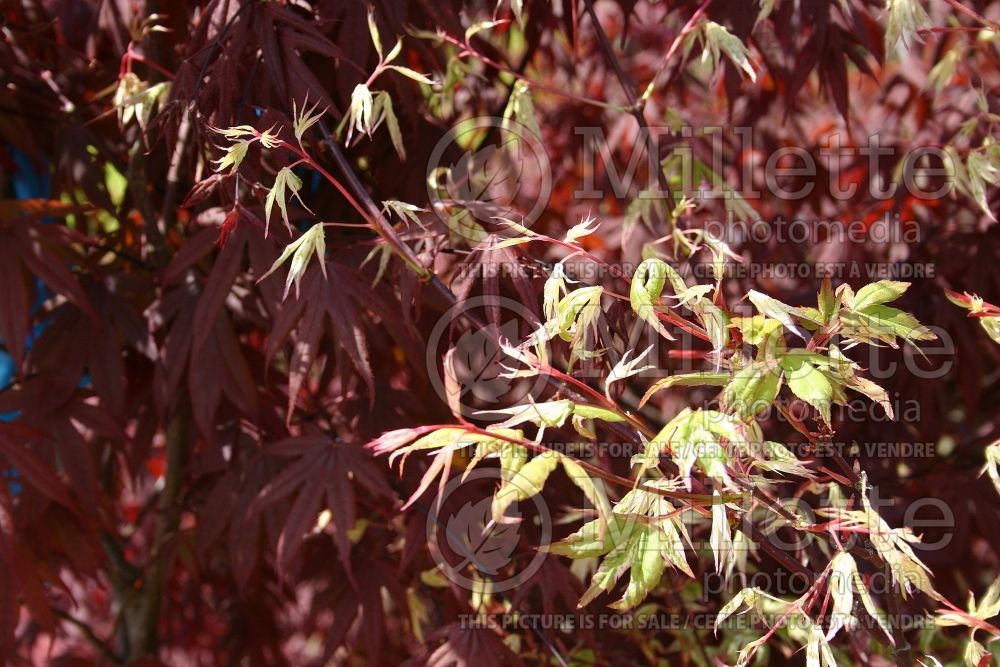 Acer Ukigumo (Japanese Maple – érable japonais) 1