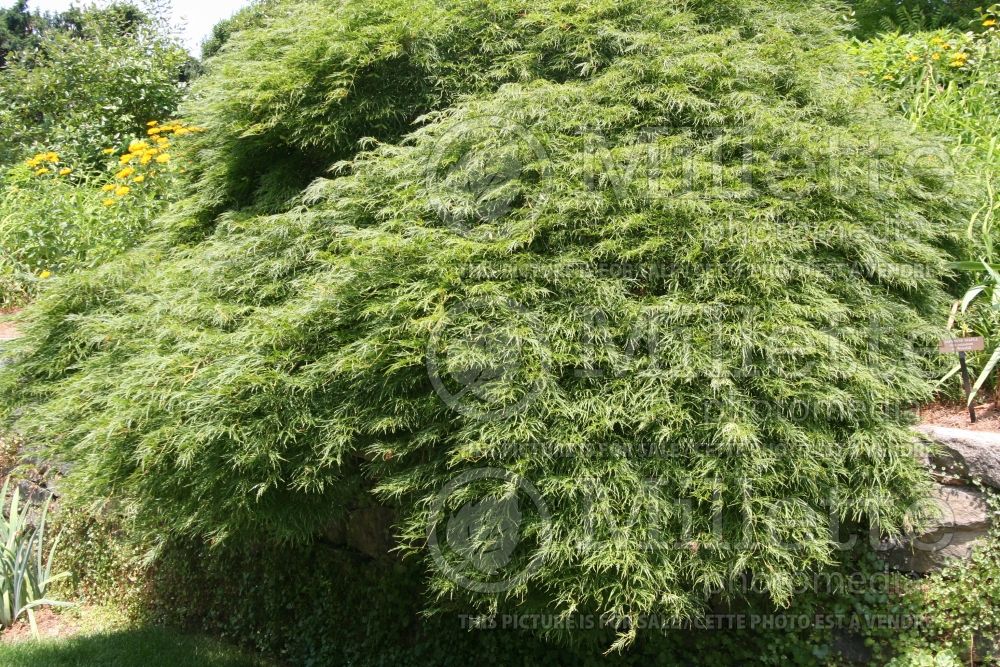 Acer Waterfall (Paperbark Maple)   2