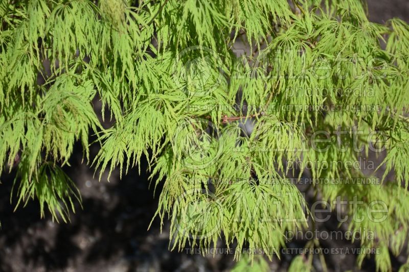 Acer Waterfall (Paperbark Maple) 3  