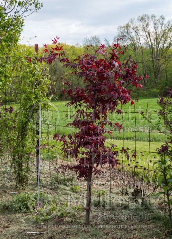 Acer Wolff aka Emperor 1 (Japanese Maple) 3