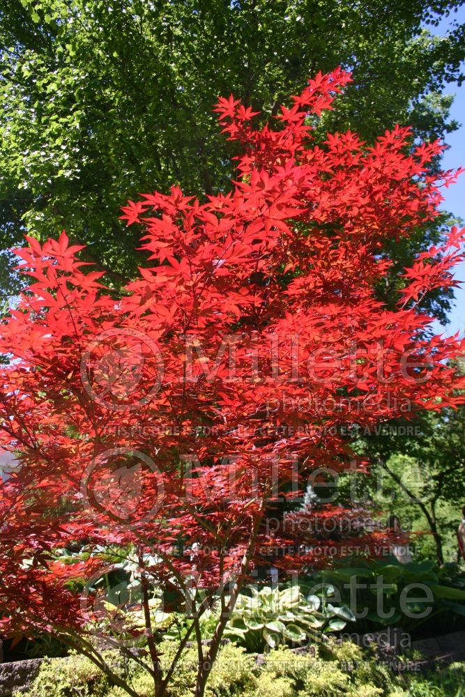 Acer Yubae (Japanese Maple - Erable japonais) 1