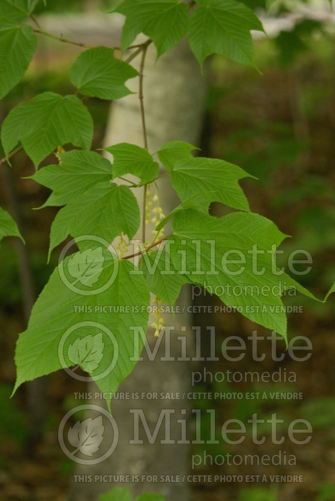 Acer pensylvanicum (snakebark maple) 2