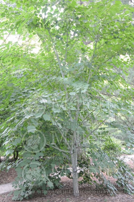 Acer pensylvanicum (snakebark maple) 3