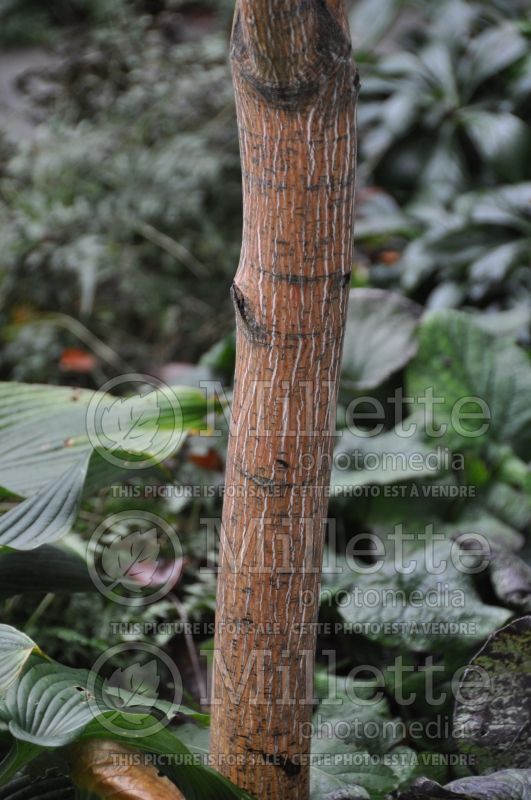 Acer Pensylvanicum - Bark (Maple) 1