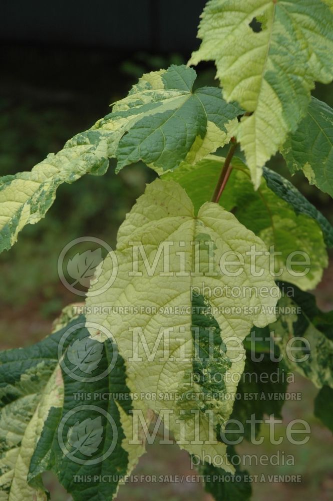 Acer pensylvanicum (snakebark maple - moose maple) 4