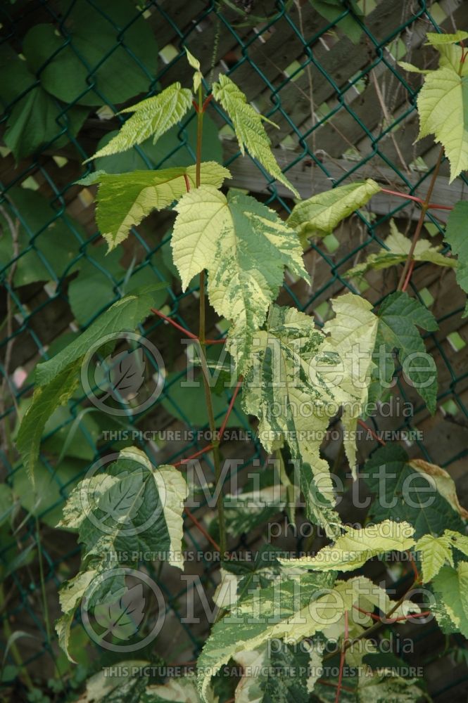 Acer pensylvanicum (snakebark maple - moose maple) 5