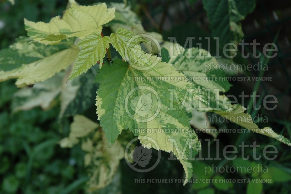 Acer pensylvanicum (snakebark maple - moose maple) 6