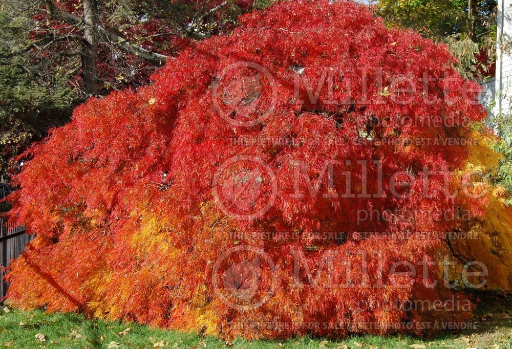 Acer Seiryu (Japanese Maple) 5