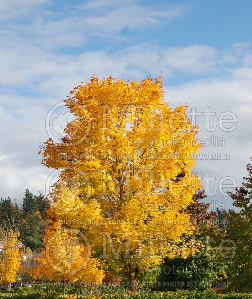 Acer platanoides (Norway Maple) 2 