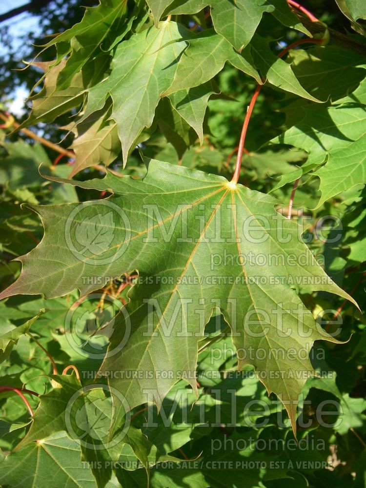 Acer platanoides (Norway Maple) 4 