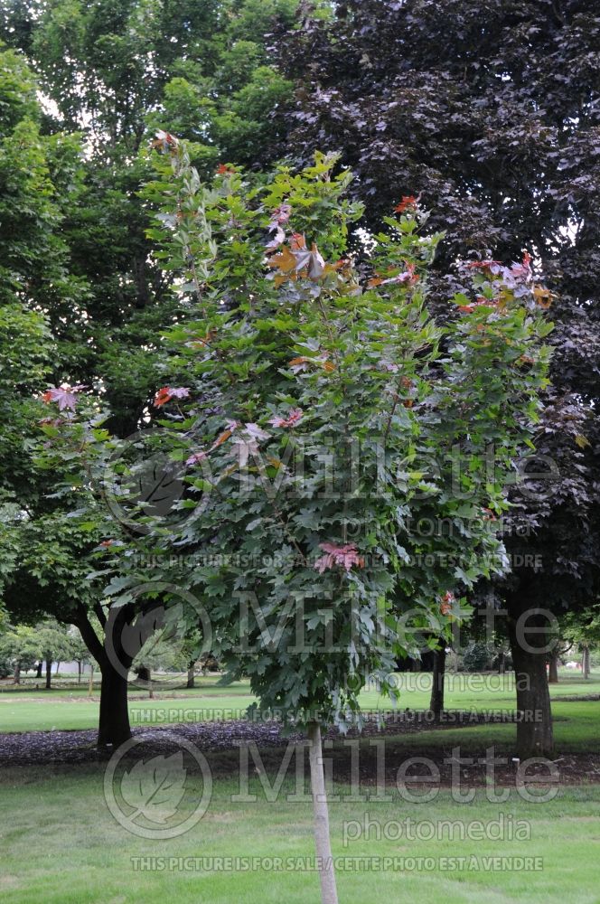 Acer Conquest aka Conzam (Norway Maple) 1 